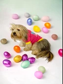 Hediye Paketli, Anneler Günü, I Love Mom Pink,Oval Yaka Tişört Köpek Kıyafeti,Elbisesi Anneler Günü, Anneye, Anne - 3