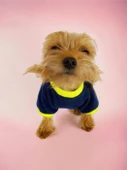Hediye Paketli, Anneye Hediye, Love Mom Neon, Oval Yaka Tişört Köpek Kıyafeti,Elbisesi, Anneler Günü, Anne - 4