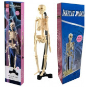 Iskelet Modeli 46 Cm - 1