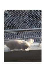 KADİRTARIM 2 X 7 METRE KEDİ KORUMA FİLESİ KEDİ FİLESİ BALKON FİLESİ 1 MM KEDİ GÜVENLİK FİLESİ - 1