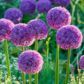 Allium çiçeği tohumu Mor renk 5 adet tohum - 1