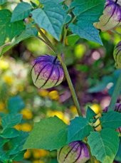 Mor  Tomatillo  5 tohum BAHÇEVİLYA - 1