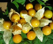 BAHÇEVİLYA Altın çilek golden berry 20 tohum - 1
