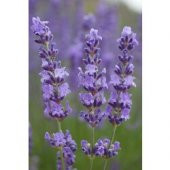 Lavanta (Lavandula Angustifolia)20 Adet Tohum İKİ PAKET - 1
