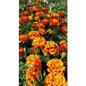 İKİ PAKET Karagöz (kadife) çiçeği 30 adet tohum - 1