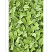 TOPLAM  10 PAKET ÜRÜN Lavandula Angustifolia Adaçayı ( salvia officinalis) - 1