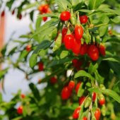 BAHÇEVİLYA 10 PAKET Ürün Adaçayı Lavanta goji berry süs kabağı  top fesleğen - 1