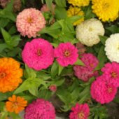 BAHÇEVİLYA Aynı safa nergiz gül hatmi  top fesleğen Karagöz kadife zinnia  10 paket ürün - 1