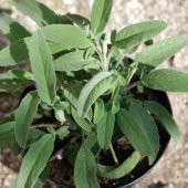 Adaçayı ( Salvia  officinalis ) 50 Adet Tohum - 1