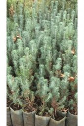Fıstık Çamı Fidanı 5 Adet Pinus Pinea 15-20 cm - 1