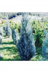 Mavi Selvi Ağacı 60-90 Cm - 1
