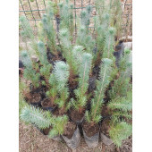 Fıstık Çamı Fidanı 5 Adet Pinus Pinea 20-30 cm - 1