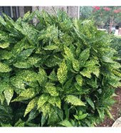 Akuba Lekeli Defne Fidanı Variegata 3 yaşında tüplü - 1