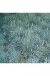 Mavi Çim Festuca Glauca Saksılı - 1