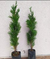 Mazı Fidanı 2 yaş 50-60 cm - 1