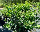 Ligustrum ağaç fidanı 2 yaş tüplü - 1