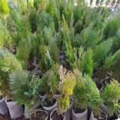 Mazı Fidanı 2 yaş 20-30 cm - 1