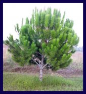 Karaçam FİDANI 40  60 CM Boy 2 Adet - 1
