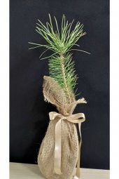Karaçam(pinus Nigra Fidanı - 1