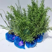 Organik Biberiye (6 Adet) ve Organik Lavanta Fidesi (6 Adet) - 1