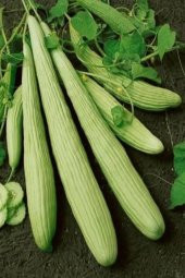 Acur Tohumu 10 Gr - 1