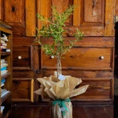 EGET Organik Arbequina Zeytin Fidanı - 1