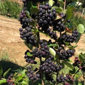 20 Adet Nero Siyah Aronya Aronia Chokeberry Fidesi (10-15 cm) - 1