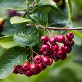 20 Adet Katya Kırmızı Aronya Aronia Fidesi (10-15 cm) thumbnail 1