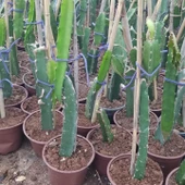 Saksıda Bodur Pitaya Pakedi (Beyaz-Sarı-Kırmızı) thumbnail 2