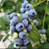 Meyve Verme Durumunda DARROW Cinsi Yaban Mersini Blueberry Fidanı, Tüplü thumbnail 1