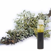 Meşe Yosunu 1.Sınıf Natürel Koku Oakmooss 1ml - 1