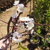 7 Yaş Mevlana Kayısı Fidanı (Meyve Verir Durumda) - 2