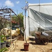 7 Yaş Mevlana Kayısı Fidanı (Meyve Verir Durumda) - 3