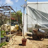 7 Yaş Mevlana Kayısı Fidanı (Meyve Verir Durumda) - 1