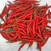 5 Adet Şili Biber Fidesi thumbnail 1