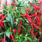 5 Adet Şili Biber Fidesi thumbnail 2