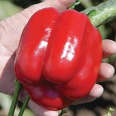 5 Adet Kırmızı Dolma Biber Fidesi - 1