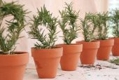 Biberiye Fidanı 5 Adet 20-30 Cm (Rosmarinus officinalis) - 1