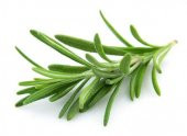 Biberiye Fidanı 5 Adet 20-30 Cm (Rosmarinus officinalis) - 2