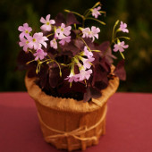 EGET Saksıda Uykuçiçeği / Süsyoncası ( Oxalis Triangularis) - 2