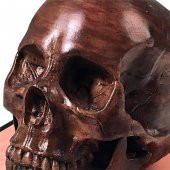 Anatomik İnsan Erkek Kafatası (11/7/2020 Güncellendi) Plastik Aparat - 5