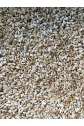 Aspir Çekirdeği 1 Kğ - 1