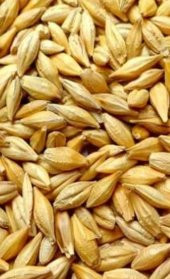 ARPA NATUREL YEMLİK 5 KG TAVUK TAVŞAN KAZ YEMİ - 1