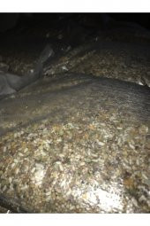 KARIŞIK GÜVERCİN YEMİ  10 Kg thumbnail 1