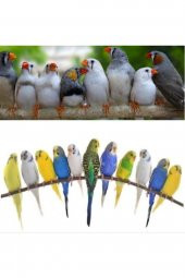 Soyulmuş Darı-kabuksuz 1 Kg - 2