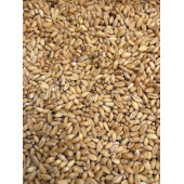 ÇAVGALAR TAVUK  VE KUŞ İÇİN ELENMİŞ YEMLİK BUĞDAY 5 KG - 2