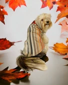 Stripe Orange Su itici Köpek Yağmurluğu thumbnail 4