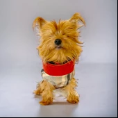 Stripe Orange Su itici Köpek Yağmurluğu thumbnail 2