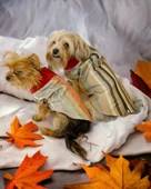 Stripe Orange Su itici Köpek Yağmurluğu thumbnail 1