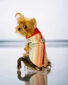 Stripe Orange Su itici Köpek Yağmurluğu thumbnail 3